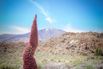 El tajinaste rojo del Teide