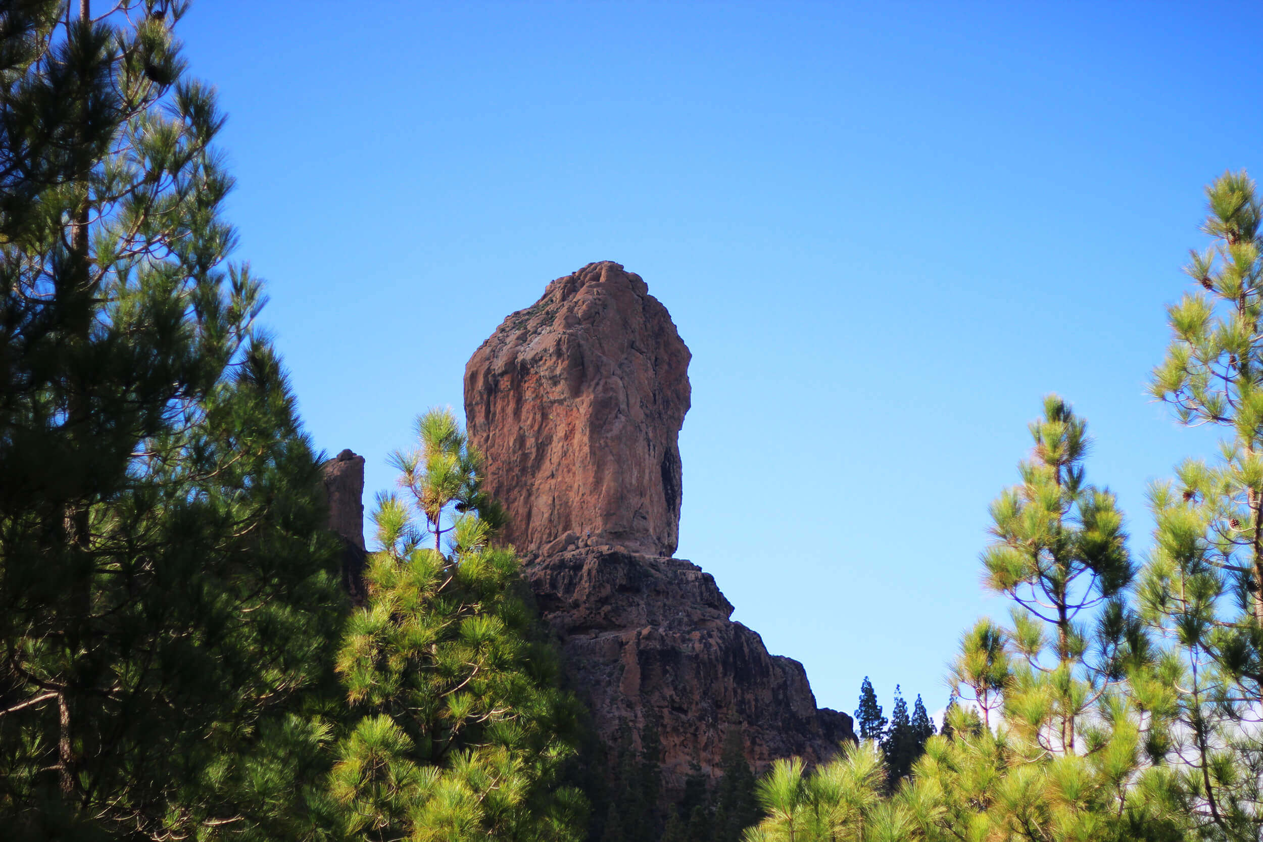 Roque Nublo entre los pinos.