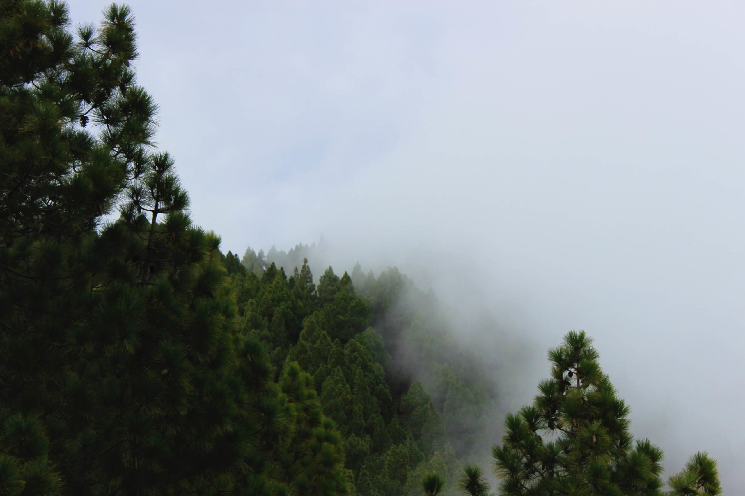 Nubes acumuladas sobre el pinar.