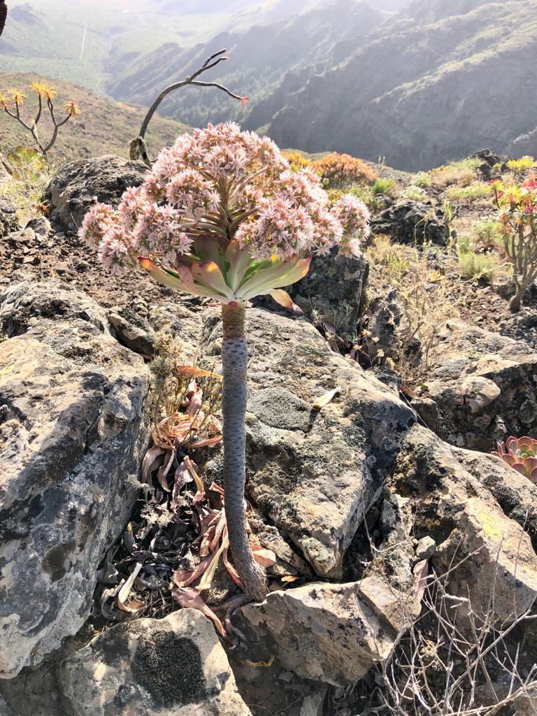 Flora en el Roque de Imoque