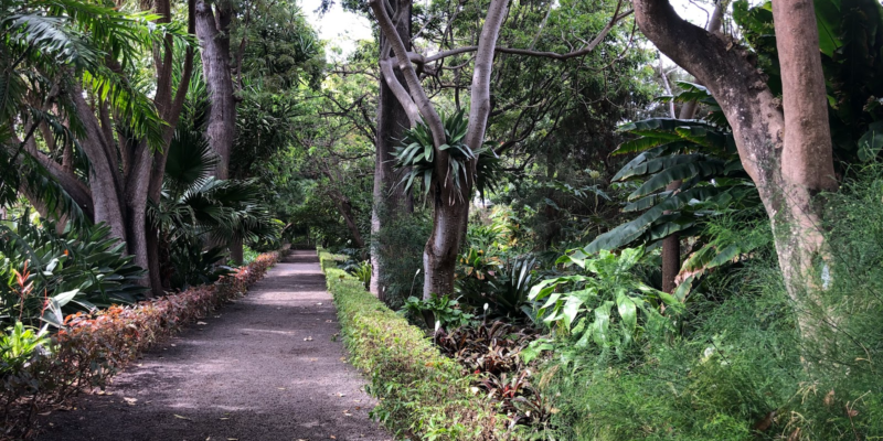 Jardín Botánico - Tenerife.