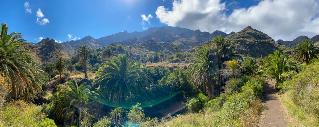 Palmeral de El Cercado, San Andrés, Tenerife