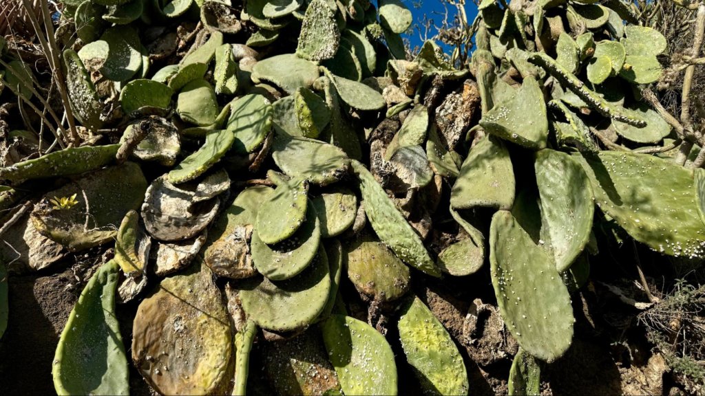 Opuntia afectada por cochinilla.